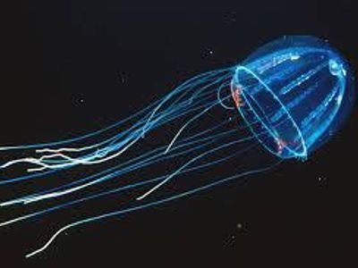 What is the purpose of bioluminescence in deep-sea creatures?