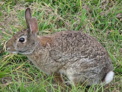 You find a dead rabbit. What could you do with it? (Pick two)