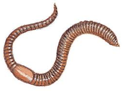 *CHALLENGE QUESTION* What is the name of the organ in an earthworm from which liquid waste is excreted?