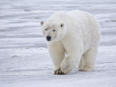 If you eat a polar bear liver you will die