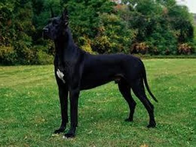 what breed is this? remeber to spell corectley ;)