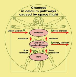 What is the function of calcium in the body?