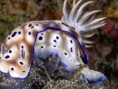 is the nudibranch one of the ugliest or the prettiest animal in the world?