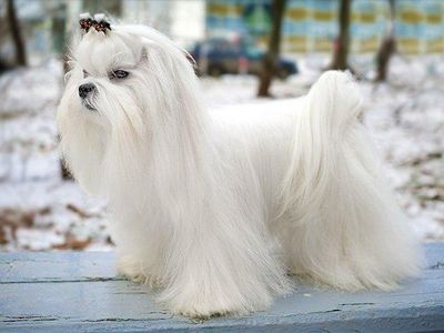 Which breed is this dog?