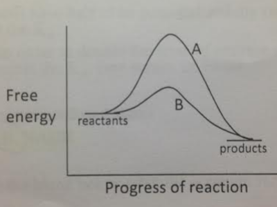 Which of the two reactions is more likely to exhibit the energy relationships shown by the A curve?