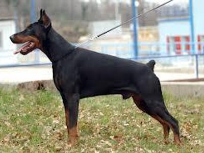 What was the dobermans name?