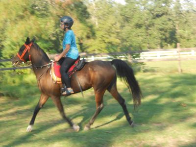 Name the color of a brown horse with black maine and a black tail.