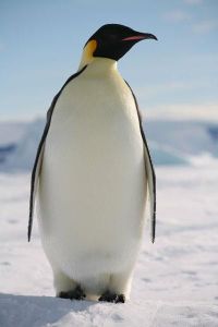 Do mom or dad emperor penguins hunt?