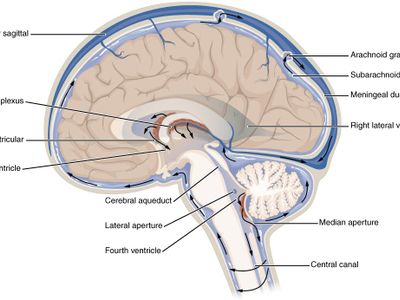 Which of the following is a function of the cerebrospinal fluid in the brain?