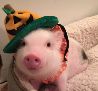 On a scale of 1-10, how smart are pigs?