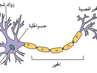 تعرفي على الخلية التي امامك