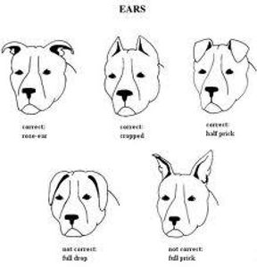 If a human can hear a sound from 20 meters away, how far away do you think a dog can hear the same sound?