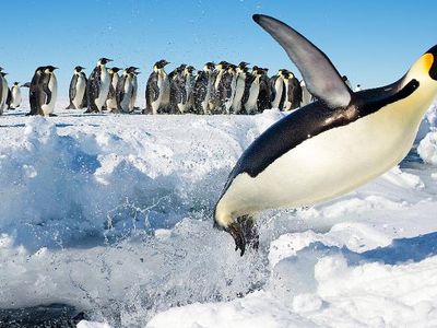 Which documentary film follows the lives of penguins in Antarctica?