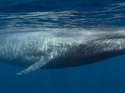 The Biggest thing Blue Whale Can Swallow?