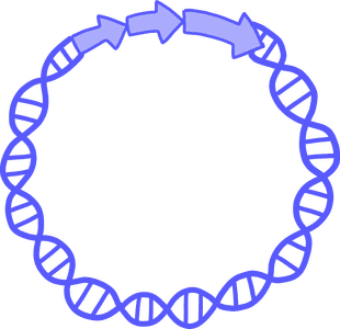 What is the purpose of using plasmids in genetic engineering?