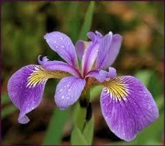 L'emblème du Québec est la fleur de lys.