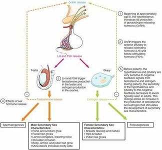 Which hormone is released during physical touch and is associated with feelings of bonding and attachment?