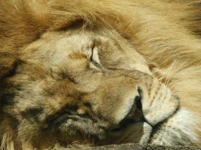 How many hours do lions typically sleep per day?