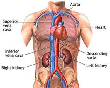 You have two kidneys, one on each side of your abdomen. What is the second kidney for?