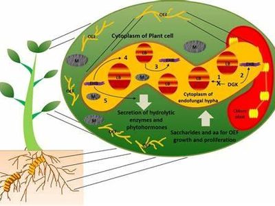 What type of symbiotic relationship benefits both species involved?