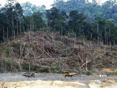 What is the leading cause of rainforest deforestation?