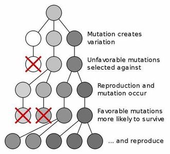 Which of the following is NOT a mechanism of evolutionary change?