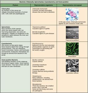 Which of the following is NOT a type of bacteria?