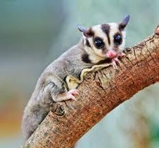 Which is a characteristic feature of sugar gliders?