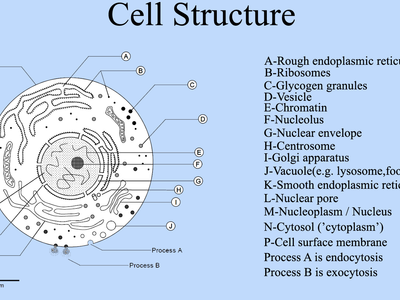 Which structure in the cell is responsible for maintaining cell shape and structure?