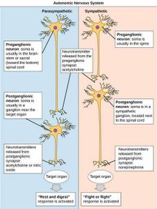 Which neurotransmitter is commonly associated with the fight or flight response?