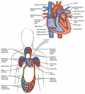 What is the main function of the cardiovascular system?