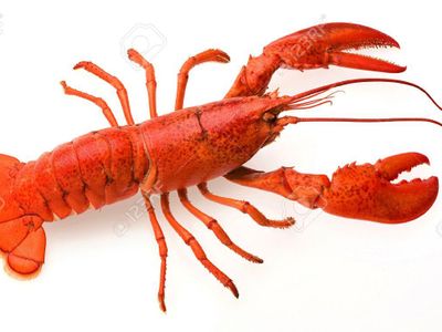 How long can some lobster species live up to?