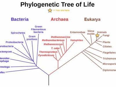 What term describes the process by which new species arise from a common ancestor?