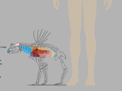 How many chambers does a fish's heart typically have?