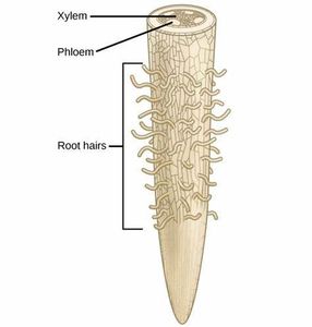 Which of these is NOT a function of a root hair cell?