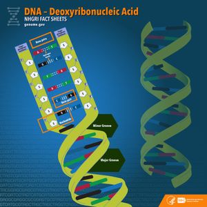 What is the genetic material found in all living organisms?