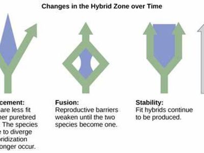 What is the term for the process by which two separate species evolve similar traits due to similar environmental pressures?