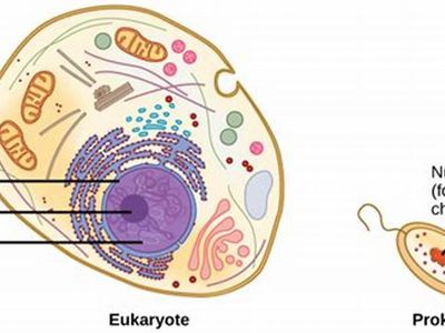 Where is DNA located in a eukaryotic cell?