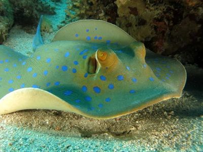 How many species of stingrays are in the world?