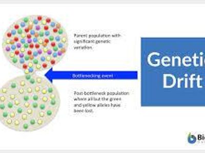 Which of the following is an example of genetic drift?