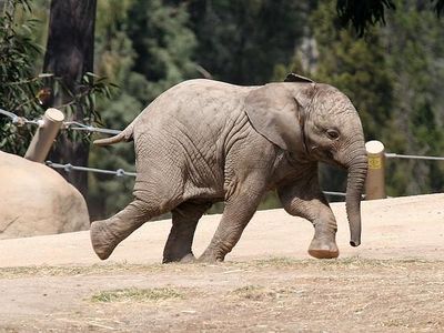 How fast can elephants run?