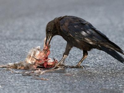 Which of the following can be seen eating carrion?