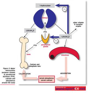 What is the role of vitamin D in the body?