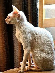 This breed is lanky and has slightly curled fur. They look a bit funny don't they c: