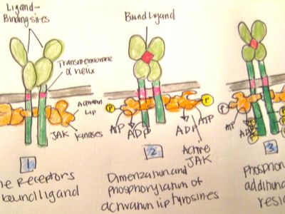 What is a cytokine?