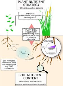 What is the role of roots in a plant?