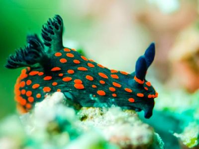 what animal is it a nudibranch?