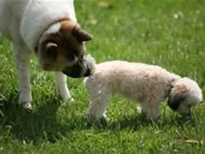 What does it mean when a dog sniffs another dogs butt?