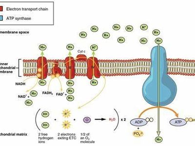 What is the function of the electron transport chain in photosynthesis?