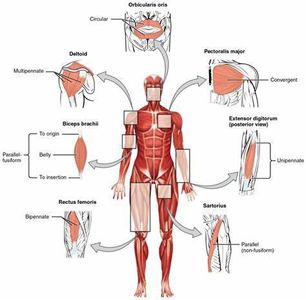 What is the main function of muscles in the body?